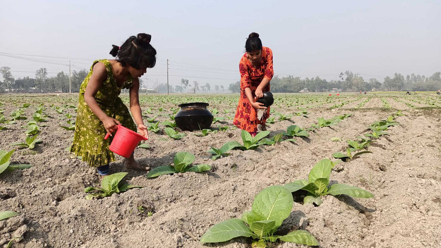 Tobacco Cultivation: 30,000 Northern Families At Health Risk 