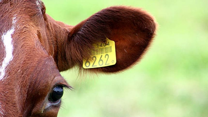 Barcode for cattle Barcode for cattle