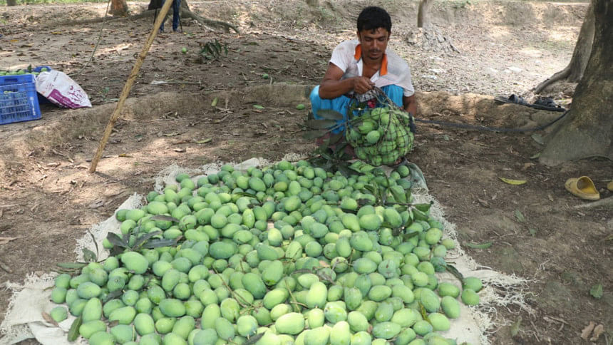 Price triples as mango season starts in Rajshahi Price triples as mango season starts in Rajshahi