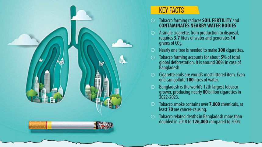 Tobacco Production in Bangladesh | Big tobacco push drives up per ...