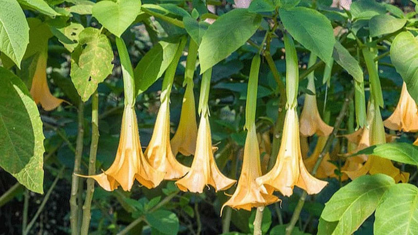 Scopolamine Devil’s Breath Incidents in Bangladesh | ‘Devil’s Breath ...