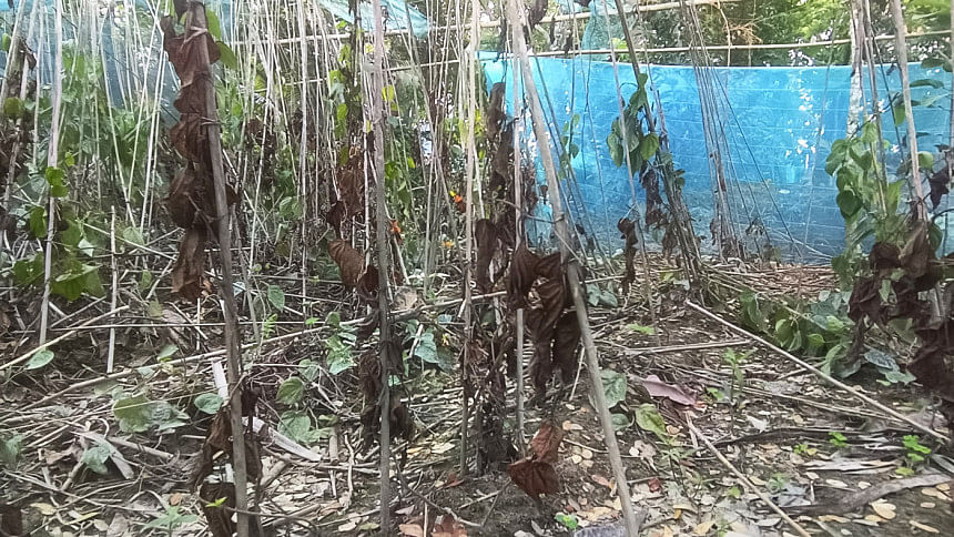 Cyclone Remal: betel leaves on 500 hectares damaged in Patuakhali, Barguna Cyclone Remal: betel leaves on 500 hectares damaged in Patuakhali, Barguna