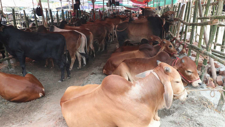 Dhaka cattle markets open as Eid-ul-Azha nears Dhaka cattle markets open as Eid-ul-Azha nears