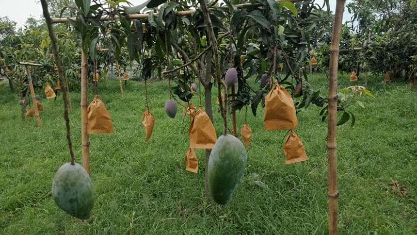 unique mango orchard in Ishwardi upazila unique mango orchard in Ishwardi upazila