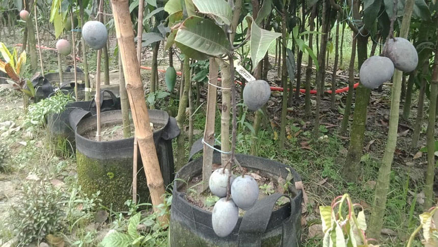 mango orchard with 42 varieties in Pabna mango orchard with 42 varieties in Pabna