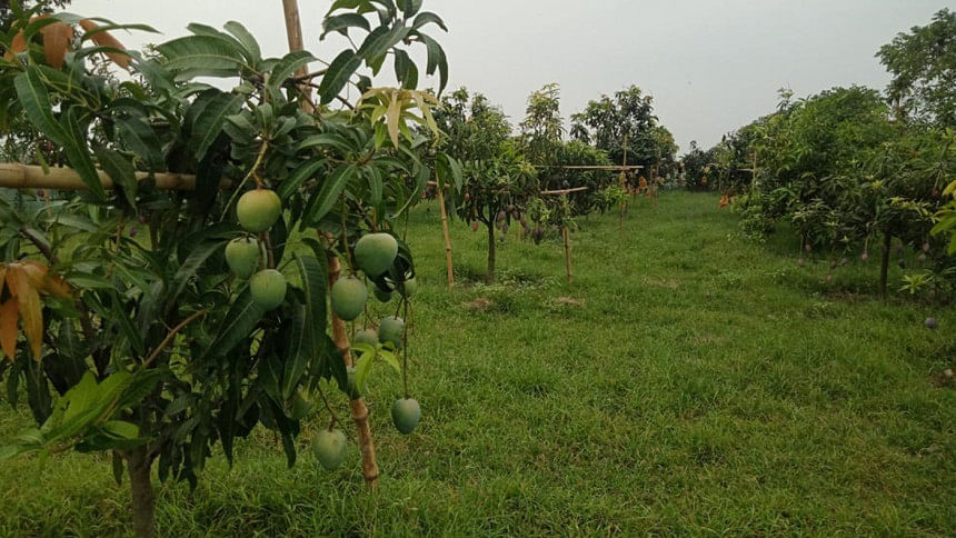 42 mango varieties in one orchard 42 mango varieties in one orchard