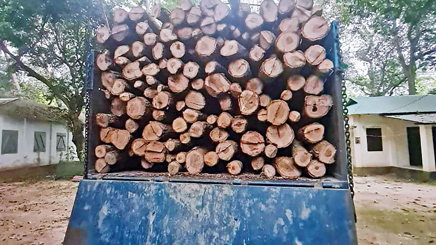 sal forest shrinking fast sal forest shrinking fast