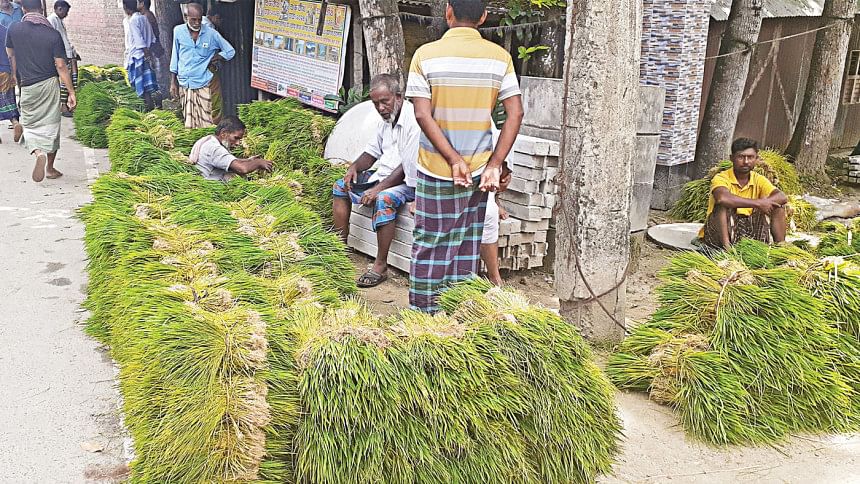 Aman cultivation: Sale of saplings sees rise in Rajbari Aman cultivation: Sale of saplings sees rise in Rajbari