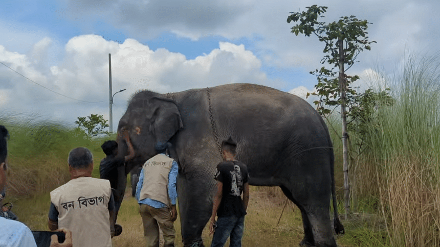 Elephant rescued in Narayanganj after viral torture video sparks outrage Elephant rescued in Narayanganj after viral torture video sparks outrage
