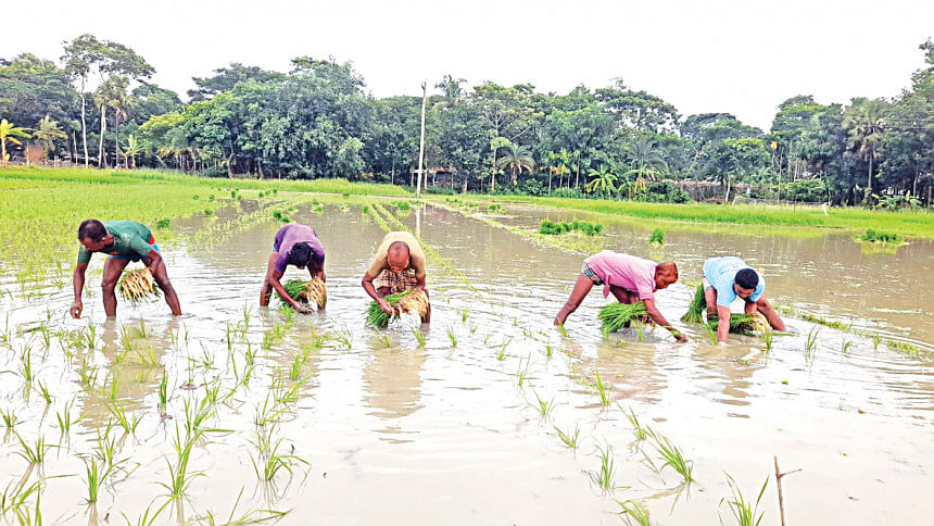 Bangladesh may miss Aman rice cultivation target Bangladesh may miss Aman rice cultivation target