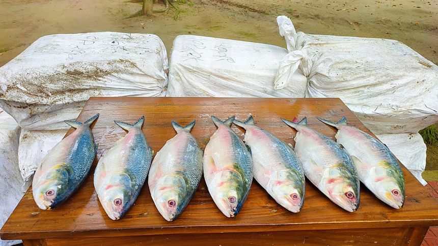 hilsa fish hilsa fish