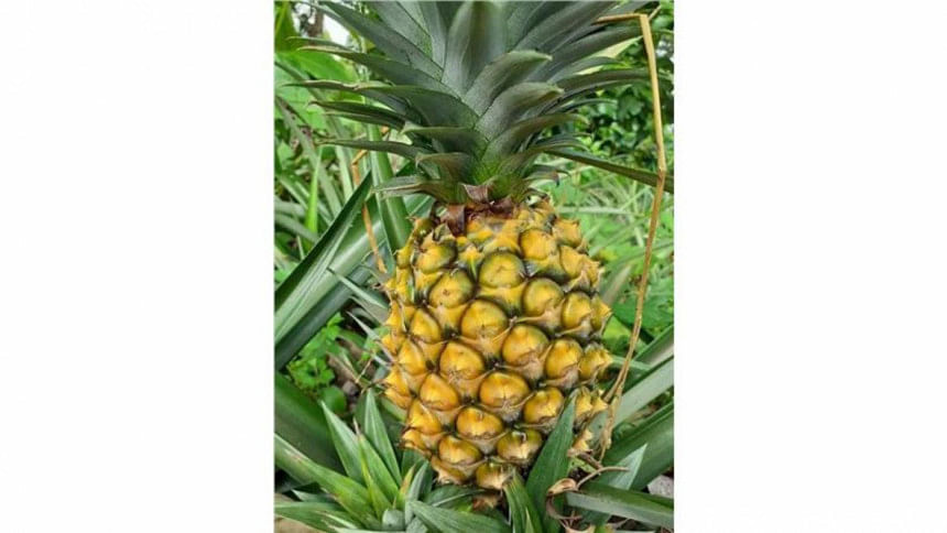 Madhupur pineapples get GI recognition Madhupur pineapples get GI recognition