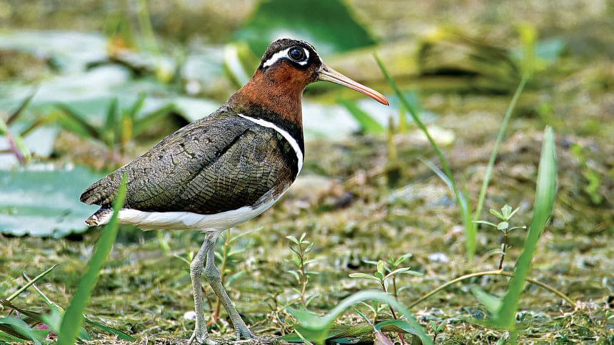 Birds of the Banks