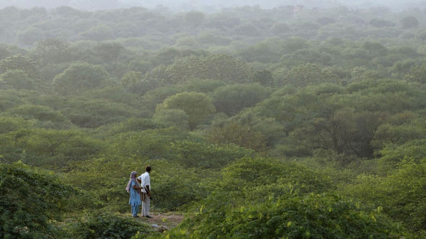 India's green cover increases by 1,445 sq km