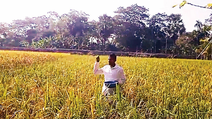 Mustard cultivation in Aman fields