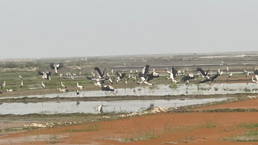 migratory birds in Hakaluki Haor migratory birds in Hakaluki Haor
