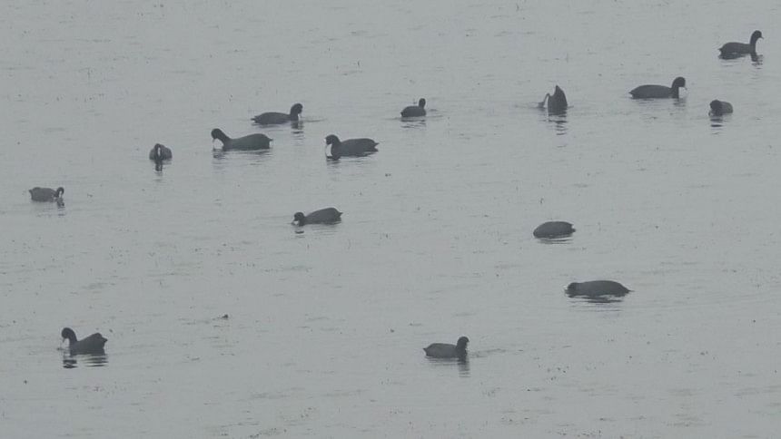decline of migratory birds in Hakaluki Haor decline of migratory birds in Hakaluki Haor