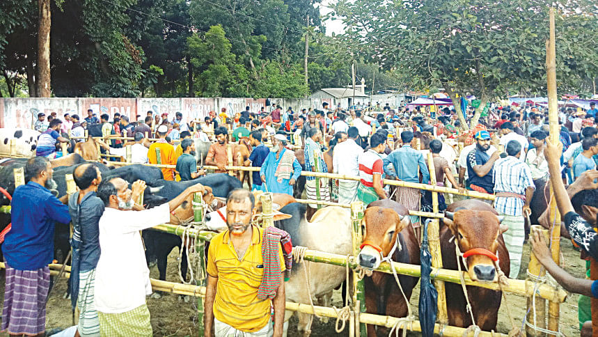Eid cattle market sales in Bangladesh Eid cattle market sales in Bangladesh