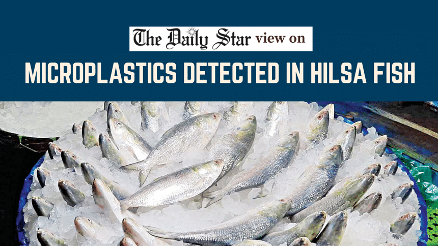 Microplastic contamination of hilsa was inevitable