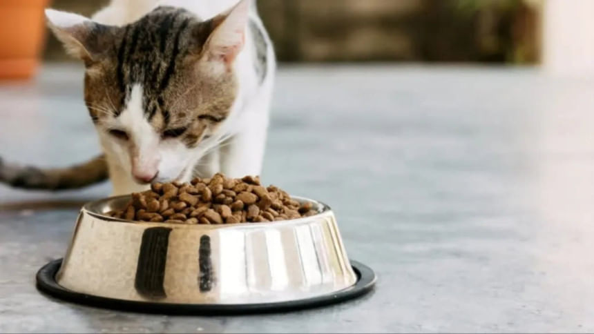 Cat eating Cat eating