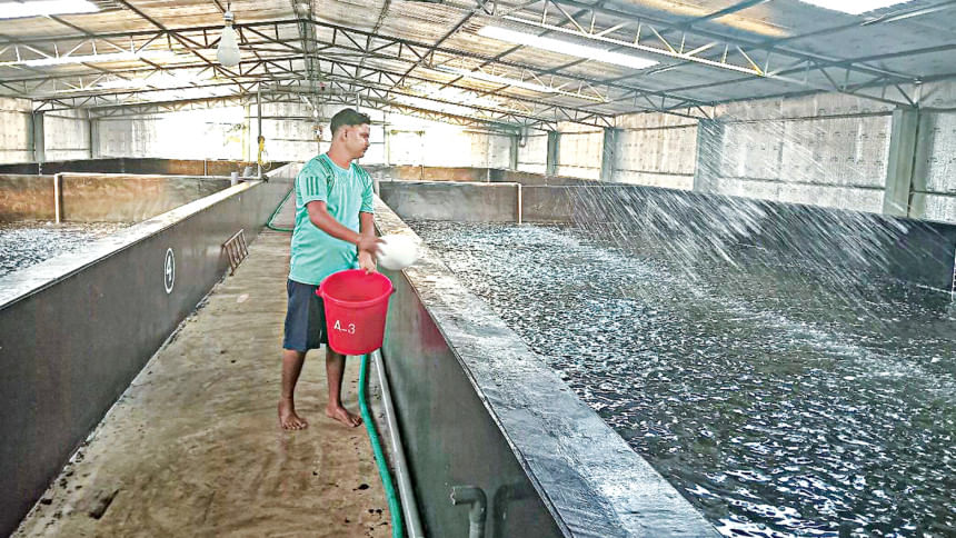 Debt, disease and weak fry cripple export-oriented shrimp sector