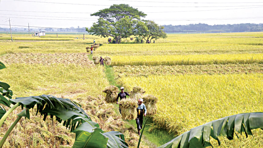 Favourable weather, higher acreage boost Aman outlook