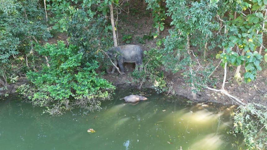Mother elephant won’t leave her dead calf in Rangamati forest