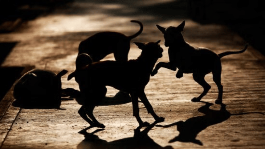 Outrage in Gopalganj over alleged dog culling; municipality denies involvement