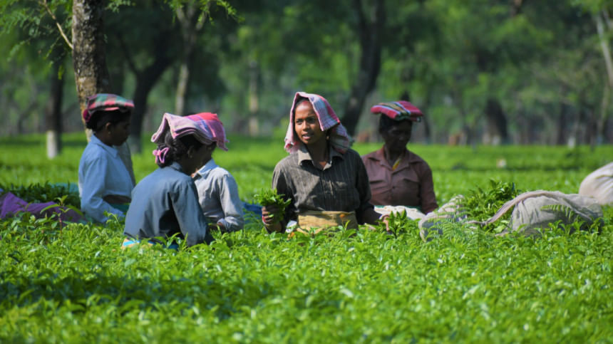 A bitter brew: Climate change and the decline of Sylhet’s tea gardens A bitter brew: Climate change and the decline of Sylhet’s tea gardens