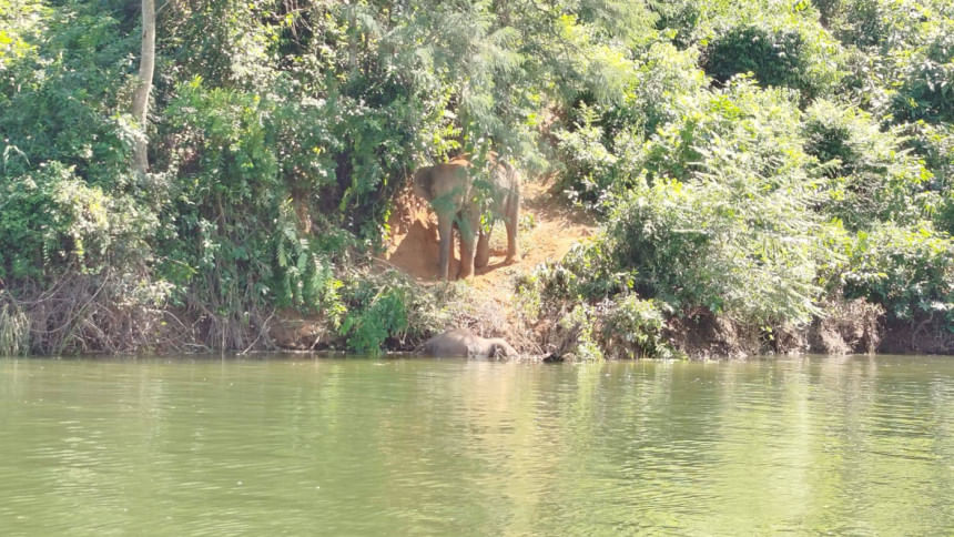Mother elephant still guarding dead calf in Kaptai Lake, recovery efforts fail for third day