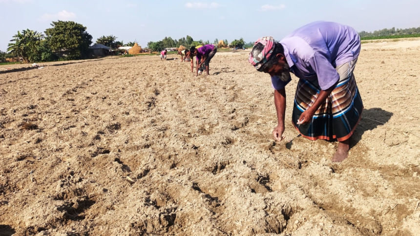 Farmers struggle with non-urea fertiliser shortage in Kurigram, Lalmonirhat