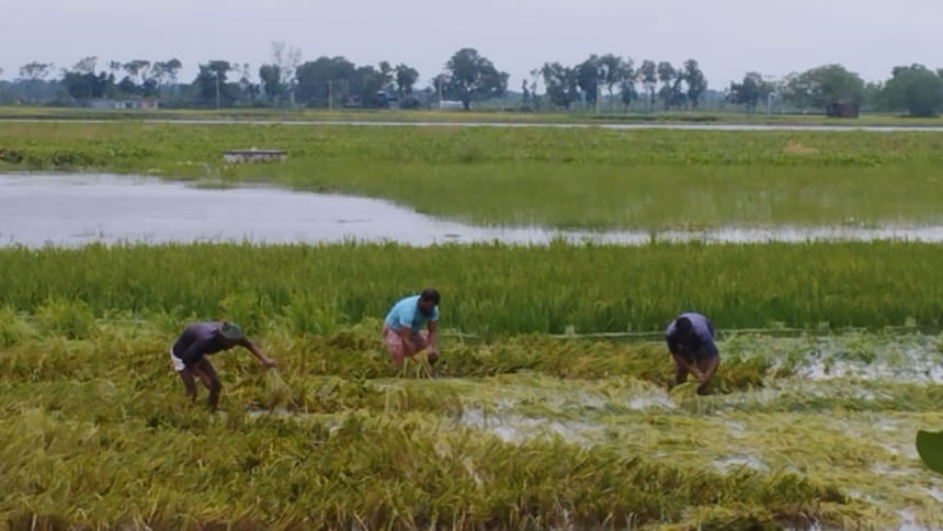 Heavy rain floods croplands in Rajshahi, raising fears of lower harvest