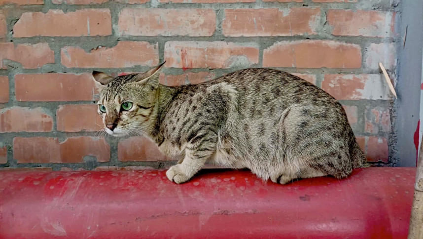 Campus favourite Bagha pads back to BRAC University