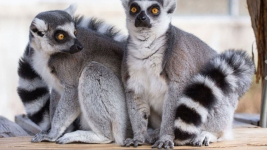 One more arrested over theft of lemurs from Gazipur Safari Park