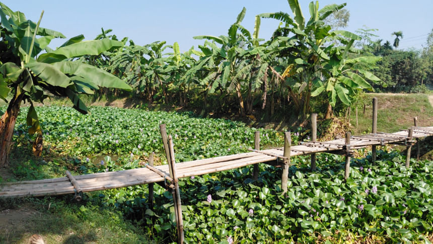 Alaikumari river in Rangpur on the brink of extinction