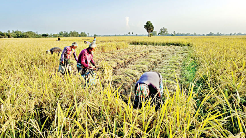 Govt slashes Aman paddy procurement target