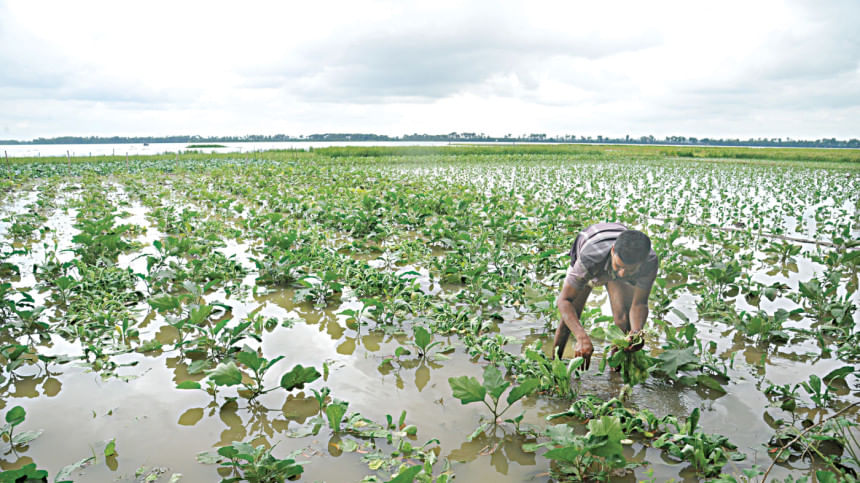 Oct-Nov rains damaged Tk 190cr worth of northern crops