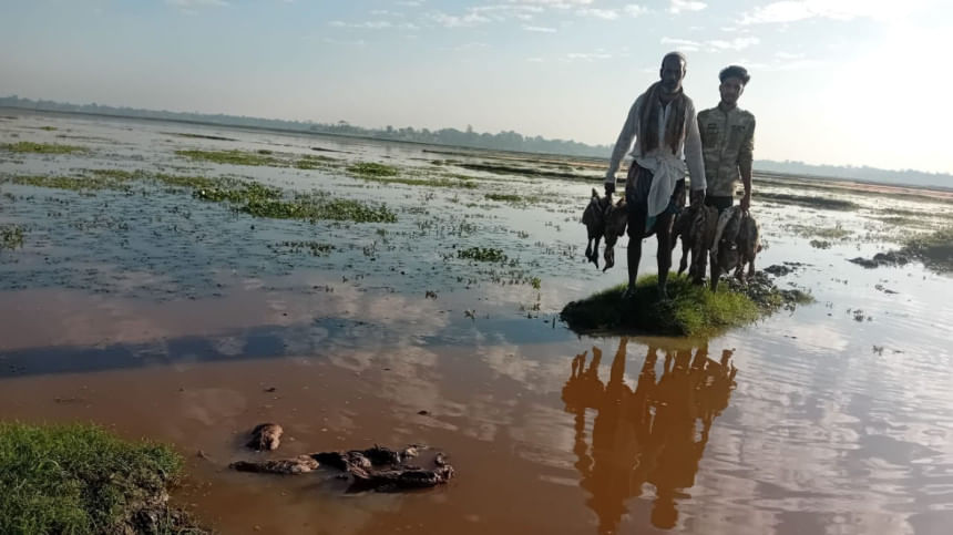 Farmer loses 335 ducks to 'poisoning' in Moulvibazar village