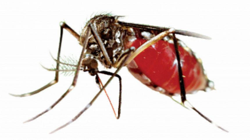 Dengue Claims 2 More Lives | The Daily Star