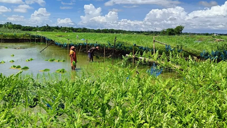 Khulna farmers growing watermelon in fish farms Khulna farmers growing watermelon in fish farms