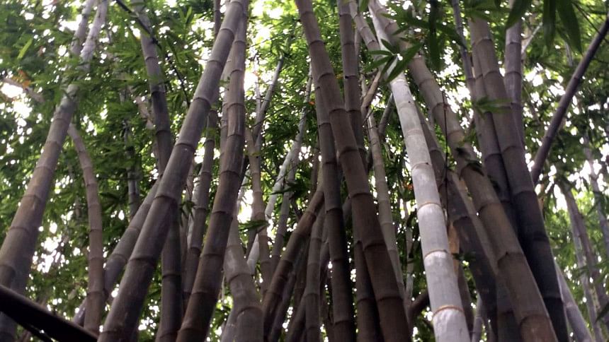 The bamboo garden