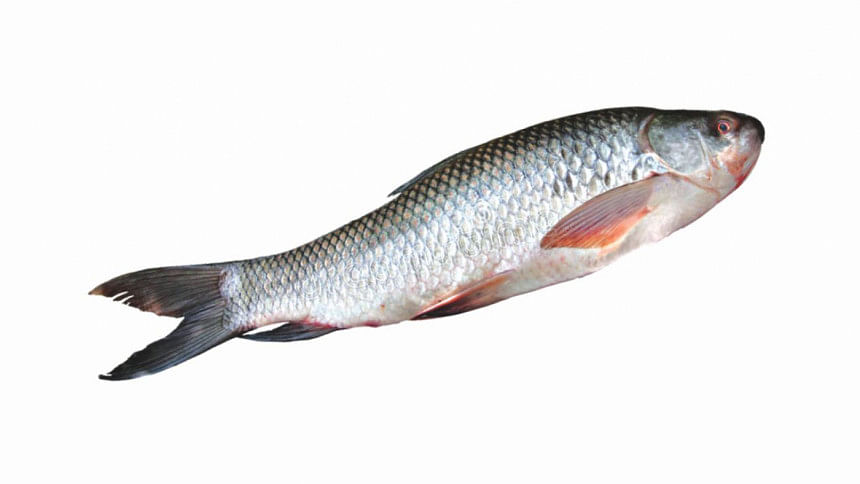 Cooking For the First Time_Fish Cooking For the First Time_Fish