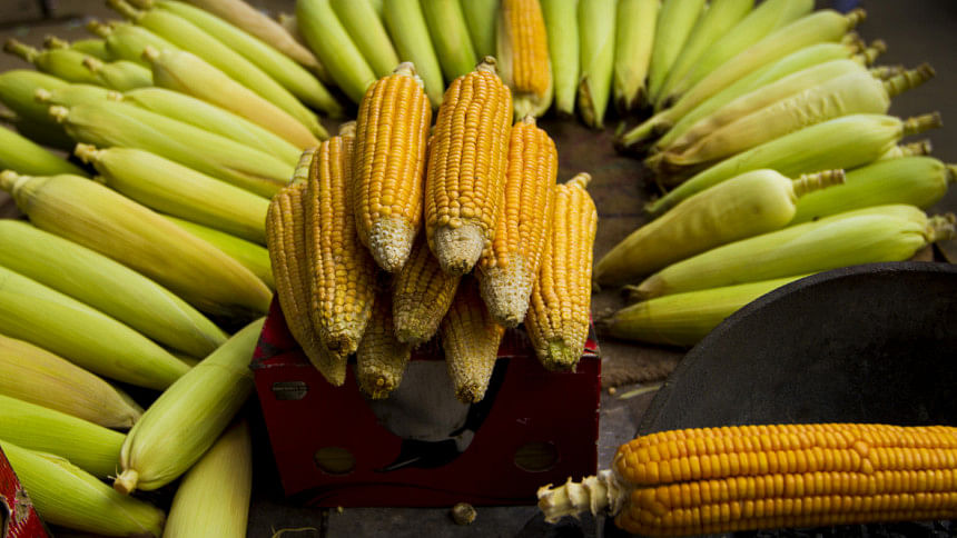 Corn Corn