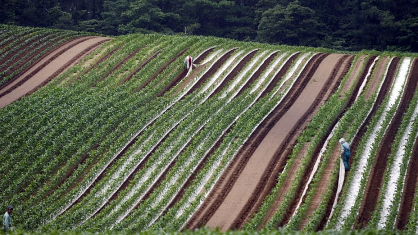 Japan farming