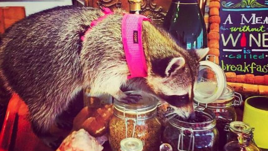 Orphaned Raccoon lives like a family member