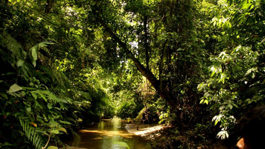 Satchari National Park boasts of diverse flora and fauna making your trip a memorable one.