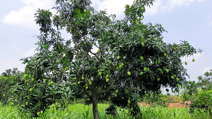 Trees that were nearly bare a year ago are now laden with mangoes. Photo: Star