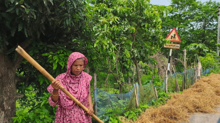 Farmers are struggling to collect fodder for their livestock. Photo: Star