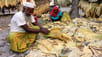 Unusually high prices last year encouraged farmers to expand cultivation. Photo: Star