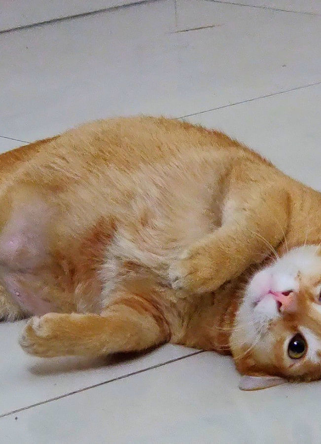 7 facts to consider before adopting a pet 7 facts to consider before adopting a pet